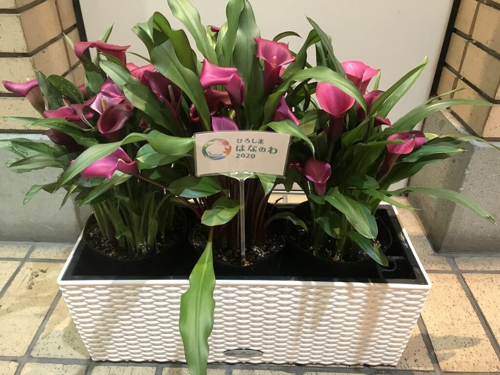 花寄せ植え2